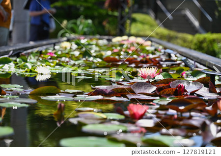 Water lily 127819121
