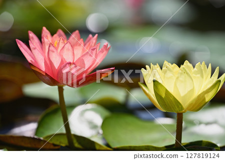 Water lily 127819124