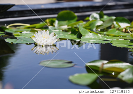 Water lily Water lily 127819125