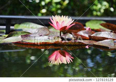 Water lily Water lily 127819129