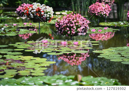 Water lilies and begonias 127819302