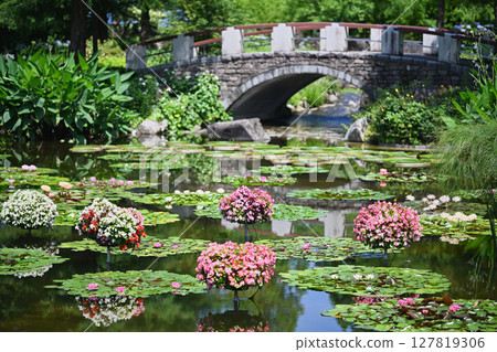 Water lilies and begonias 127819306