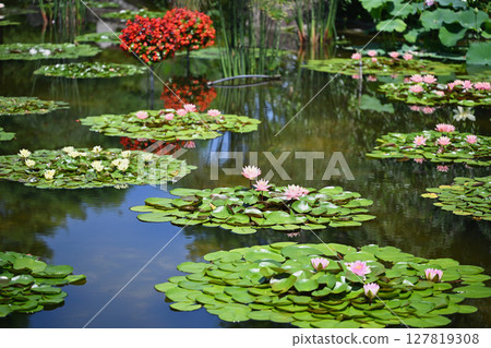 Water lilies and begonias 127819308