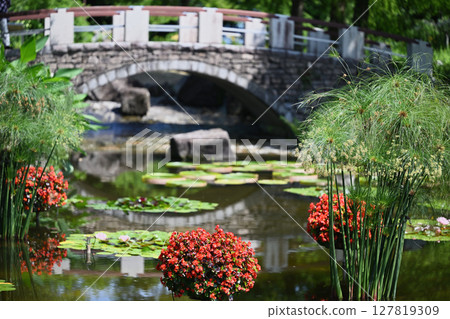 Water lilies and begonias 127819309