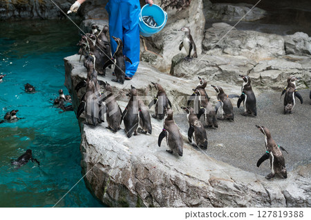 長崎企鵝水族館 127819388
