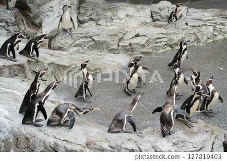 Nagasaki Penguin Aquarium 127819403