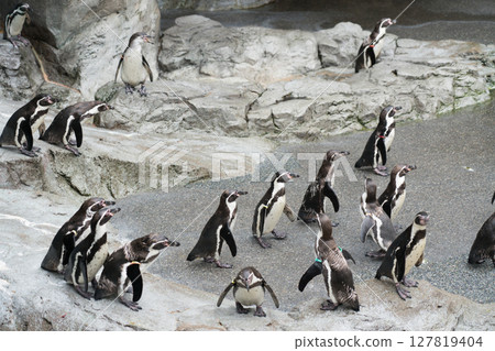 Nagasaki Penguin Aquarium 127819404