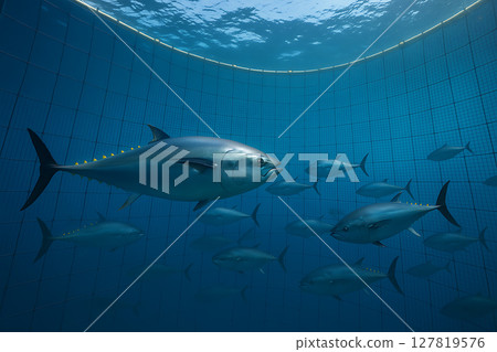 水下網養鮪魚 水下網養鮪魚 127819576