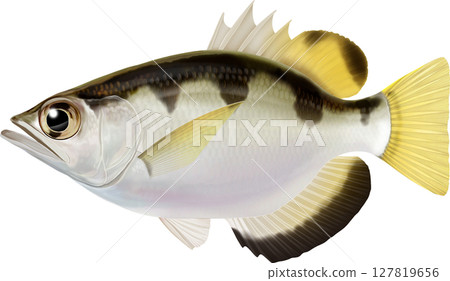 圖解指南：射水魚 127819656