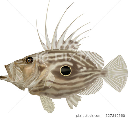 Illustrated book: John Dory, John Dory, John Dory Illustrated book: John Dory, John Dory, John Dory 127819660