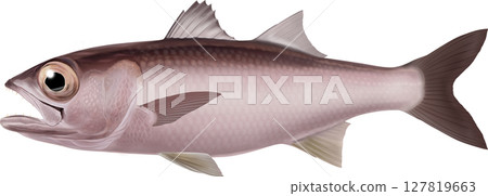 Illustrated book: Mutsu (sea bream) Illustrated book: Mutsu (sea bream) 127819663