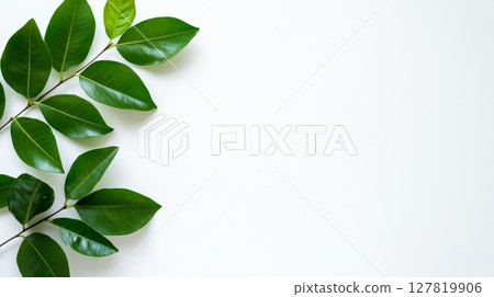 Vibrant green leaves resting on a pristine white background create a harmonious composition reflecting eco consciousness and promoting sustainable practices 127819906