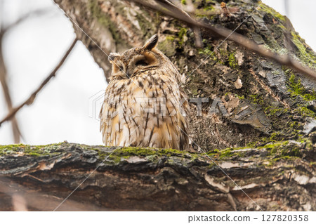 Long-eared owl (Asio otus), looking forward with wide opened eyes 127820358