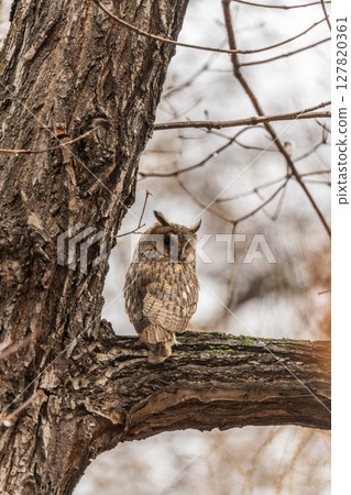 Long-eared owl (Asio otus), looking forward with wide opened eyes 127820361