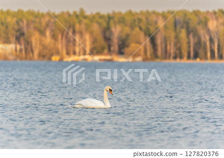 Graceful white Swan swimming in the lake, swans in the wild. Portrait of a white swan swimming on a lake. Graceful white Swan swimming in the lake, swans in the wild. Portrait of a white swan swimming on a lake. 127820376