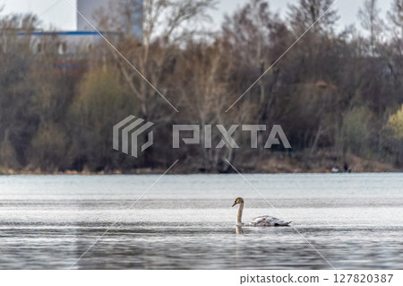 Graceful white Swan swimming in the lake, swans in the wild. Portrait of a white swan swimming on a lake. Graceful white Swan swimming in the lake, swans in the wild. Portrait of a white swan swimming on a lake. 127820387