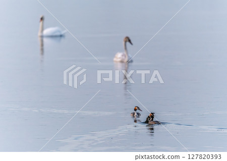 Mating games of two water birds Great Crested Grebes. Two waterfowl birds Great Crested Grebes swim in the lake with heart shaped silhouette 127820393