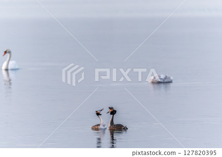 Mating games of two water birds Great Crested Grebes. Two waterfowl birds Great Crested Grebes swim in the lake with heart shaped silhouette 127820395