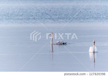 Two Graceful white Swans swimming in the lake, swans in the wild 127820396