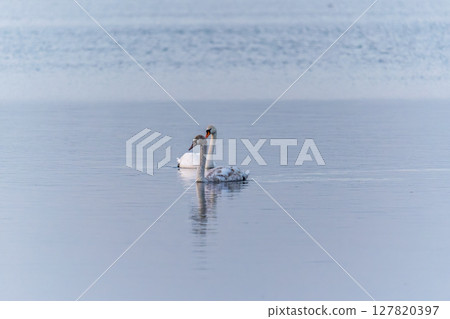Two Graceful white Swans swimming in the lake, swans in the wild 127820397