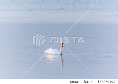 Graceful white Swan swimming in the lake, swans in the wild. Portrait of a white swan swimming on a lake. Graceful white Swan swimming in the lake, swans in the wild. Portrait of a white swan swimming on a lake. 127820398