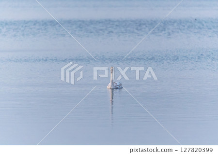 Graceful white Swan swimming in the lake, swans in the wild. Portrait of a white swan swimming on a lake. Graceful white Swan swimming in the lake, swans in the wild. Portrait of a white swan swimming on a lake. 127820399