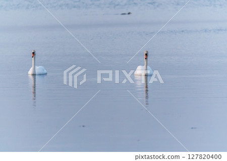 Two Graceful white Swans swimming in the lake, swans in the wild Two Graceful white Swans swimming in the lake, swans in the wild 127820400