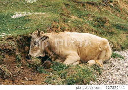 sick cow with red eyes lies on the ground sick cow with red eyes lies on the ground 127820441