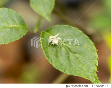 A grasshopper larva on a leaf 127820483