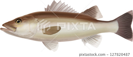 圖解本：Ara 127820487