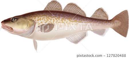太平洋鱈魚、鱈魚圖解指南 127820488