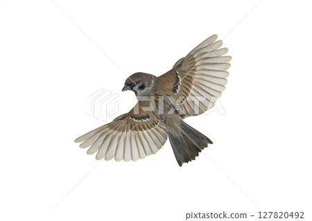 flying sparrow isolated on white background flying sparrow isolated on white background 127820492