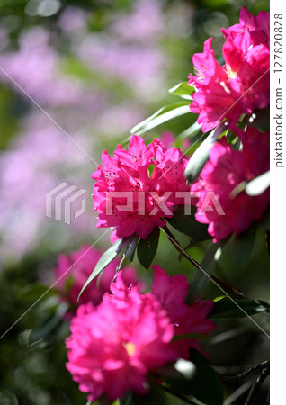Pink Flower Pink Flower 127820828