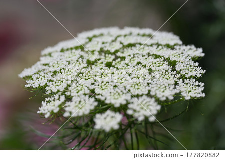 White lace flower White lace flower 127820882