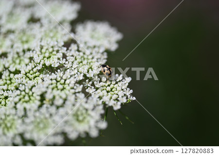 White lace flower White lace flower 127820883