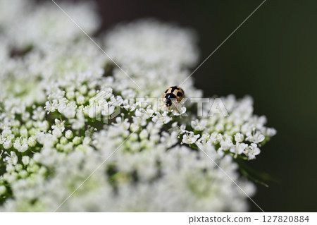 白色蕾絲花 127820884