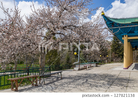 Territory of Dungan mosque with flowering trees and benches for rest. Karakol, Kyrgyzstan Territory of Dungan mosque with flowering trees and benches for rest. Karakol, Kyrgyzstan 127821138