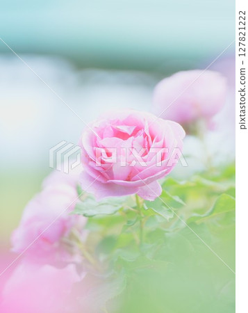 Early summer scenery in Hokkaido Pink roses at Royce Rose Garden Early summer scenery in Hokkaido Pink roses at Royce Rose Garden 127821222