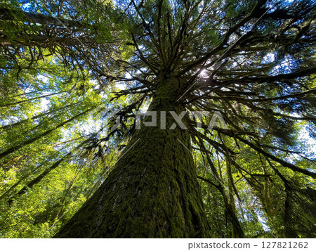 Upward View of a Tall Moss-Covered Tree in Lush Forest Upward View of a Tall Moss-Covered Tree in Lush Forest 127821262