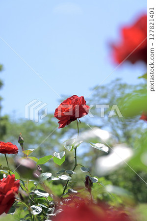 Red rose 127821401