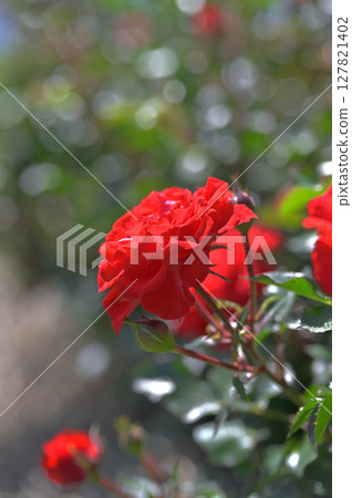 Roses and balls blur 127821402