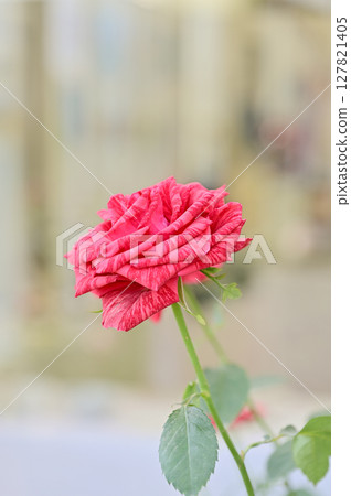 Beef-like roses Beef-like roses 127821405