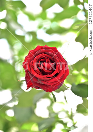 A rose 127821407