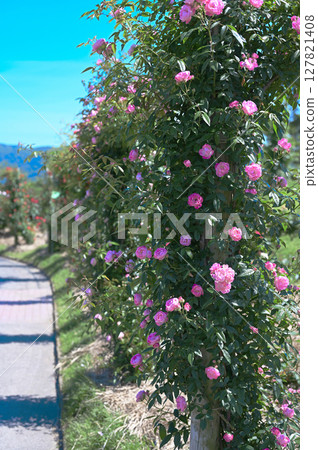粉紅玫瑰牆樹 127821408