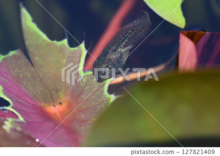 Tadpoles 127821409