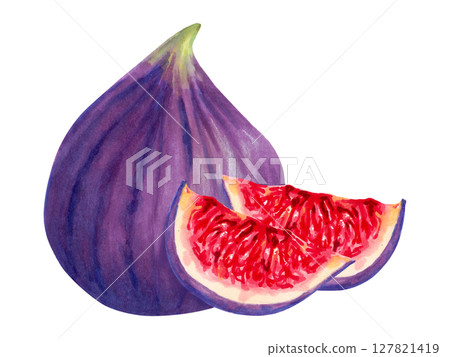 Fruit composition of whole and sliced figs. Tropical berries sketch. Botanical illustration in watercolor, marker. Hand drawn isolated art. Vegetable picture for food packaging, juice, menu 127821419