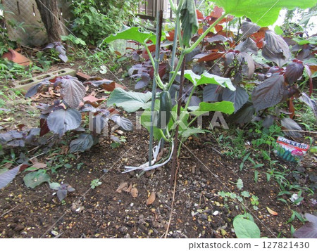 Healthy cucumber, a summer vegetable Healthy cucumber, a summer vegetable 127821430
