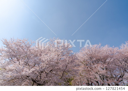 Cherry blossoms in full bloom and blue sky 127821454