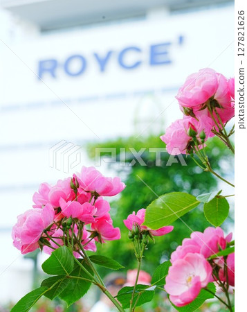 Royce Rose Garden Royce Town Factory Royce Rose Garden Royce Town Factory 127821626