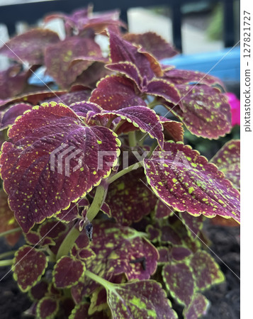 Vibrant Coleus Leaves with Yellow Edges in Garden Bed Vibrant Coleus Leaves with Yellow Edges in Garden Bed 127821727